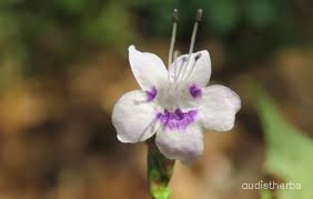 Nilgirianthus ciliatus flower8.jpg